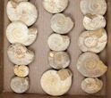 Lot: Lbs Perisphinctes Ammonite Fossils - Pieces #103893-1